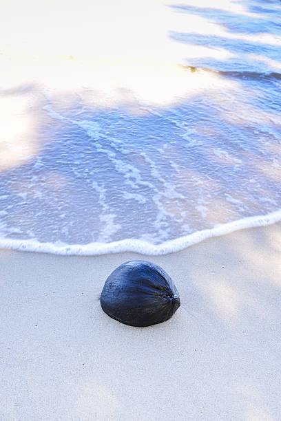 noce di cocco secca in spiaggia - surfy foto e immagini stock