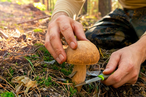 Collection of porcini mushrooms in the pine forest in autumn. Boletus Edulis. A man cuts an edible mushroom with a knife. Close-up.