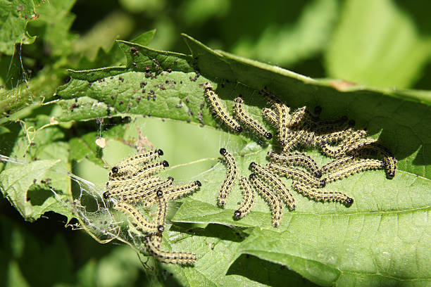 caterpillars de ortiguera en ortiga - branch caterpillar animal hair insect fotografías e imágenes de stock