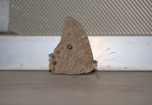 Pale Forester or Squinting Bush Brown a pale brown butterfly resting indoor at night