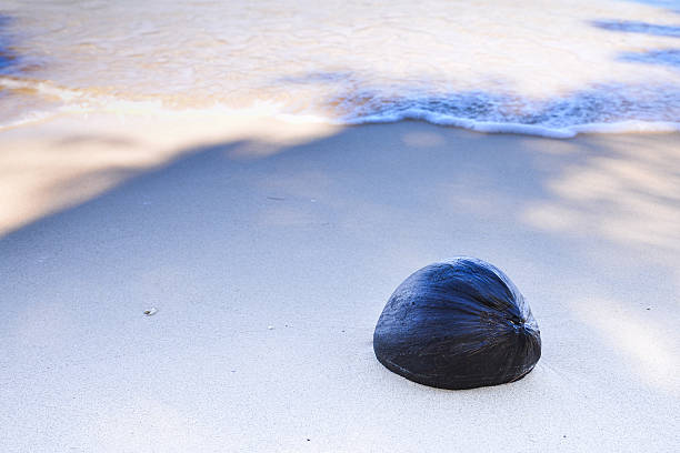 noce di cocco secca in spiaggia - surfy foto e immagini stock