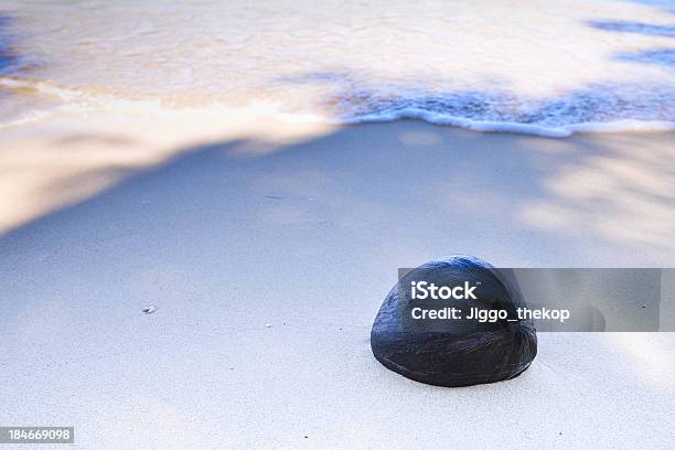 Secas De Coco Na Praia - Fotografias de stock e mais imagens de Ao Ar Livre - Ao Ar Livre, Areia, Beleza natural