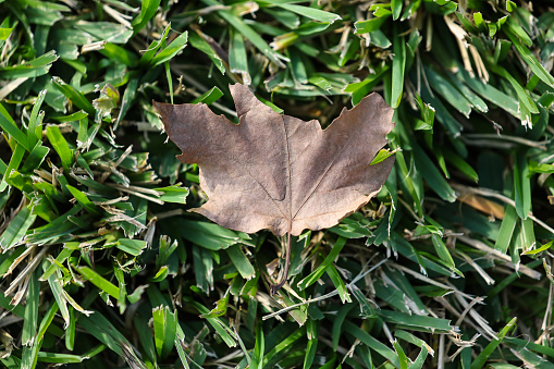 Dried leaf lying on grass