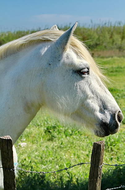 horse Camargue stock photo