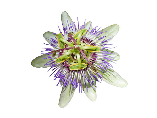 istock Passionflower isolated on white background 184671228