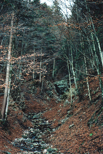 Hiking in the Mountain Forest During a Winter Day. Oltre il Colle, Bergamo Province, Italian Alps. Film Photography