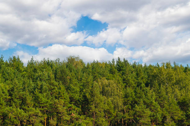 istock Background with sky over forest with empty space for text. Green, coniferous trees in summer. 1846716449