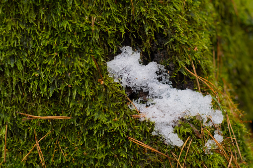 A little snow lies on green moss. Autumn moss on a tree trunk.