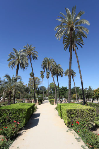 Palm trees and darkish sand on the wide Playamar, the closest beach to the center of Torremolinos in the Costa del Sol