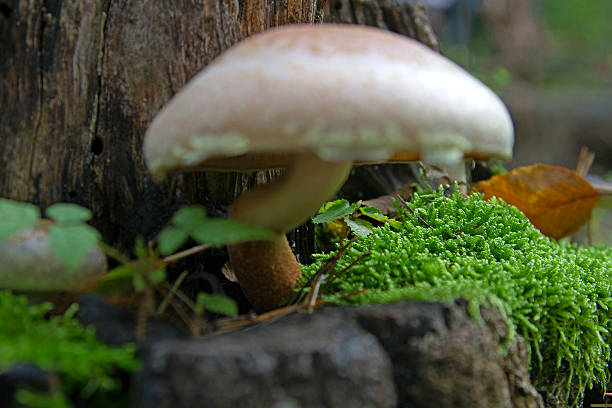 funghi di muschio - fungus moss log magic mushroom foto e immagini stock
