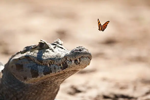 Yacare Caiman and a butterfly about to land on the end of it's nose, taken in the Pantanal, Brazil