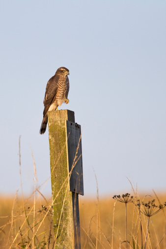 A young Eurasian Sparrowhawk (Accipiter nisus)  perched on a wooden post against a clear sky and golden coloured autumn grassland