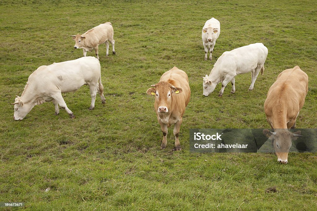 Brancas e castanhas vacas em Prado Holandês - Royalty-free Agricultura Foto de stock