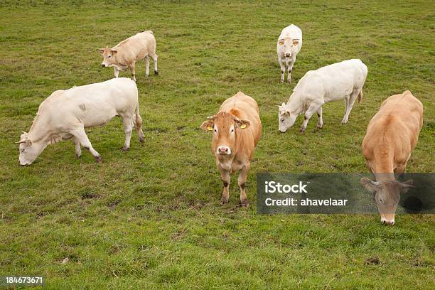 Brancas E Castanhas Vacas Em Prado Holandês - Fotografias de stock e mais imagens de Agricultura - Agricultura, Ajardinado, Animal