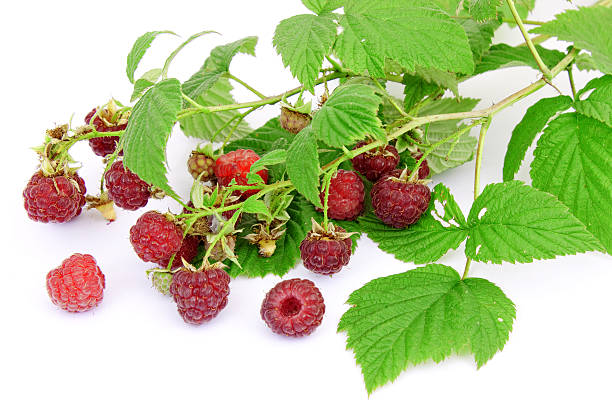 Raspberry berries on a white background Ramus of a raspberry with ripe berries on a white background rame stock pictures, royalty-free photos & images