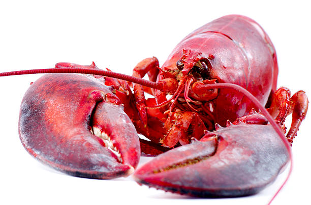 istock Lobster cooked and isolated 184674388
