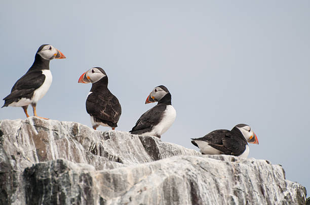 istock Atlantic Puffins on the Farne Islands 184674397