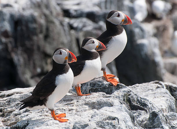 istock Atlantic Puffin on the Farne Islands 184674769
