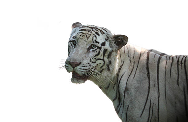 istock beautiful white royal bengal tiger isolated on whitish background 184674981