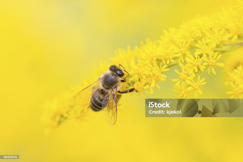 Пчела подача на pollen nectar и - Стоковые фото Белый роялти-фри