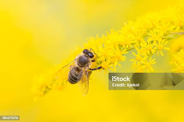 Пчела Подача На Pollen Nectar И — стоковые фотографии и другие картинки Белый - Белый, Весна, Горизонтальный