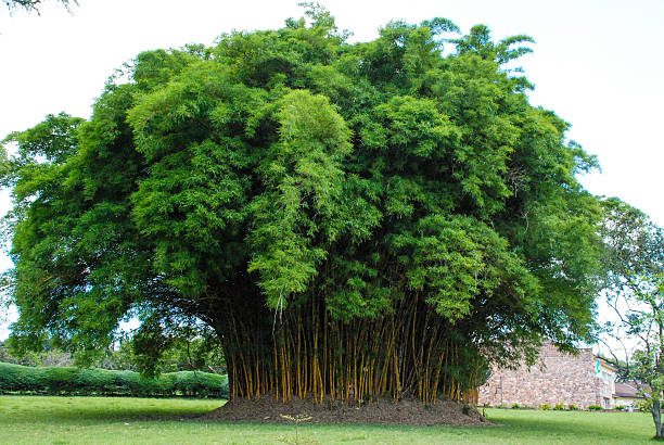 istock Large Clump of Bamboo at National University Rwanda 184675399