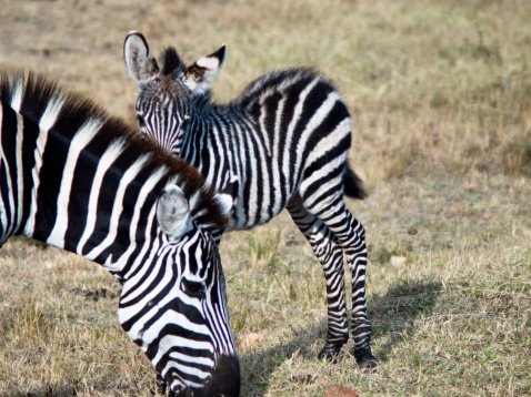 baby zebra hides behind her mother, and her mother at the time eats