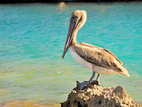 Majestic pelican resting on a rock in Xcaret water park, Mexico