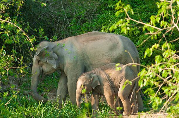 istock Family of elephants 184676657