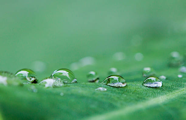 istock Water drops on the leaves. 184676782