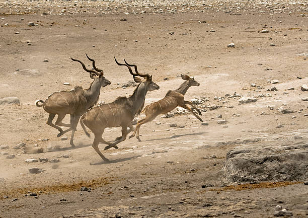 istock Greater Kudu running from a waterhole 184676819