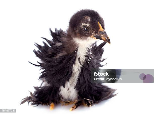 Foto de Curly Pena Chick Pekin e mais fotos de stock de Anas Peking - Anas Peking, Animal, Cor Preta