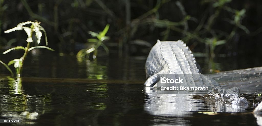 Alligator - Foto de stock de Aligátor royalty-free