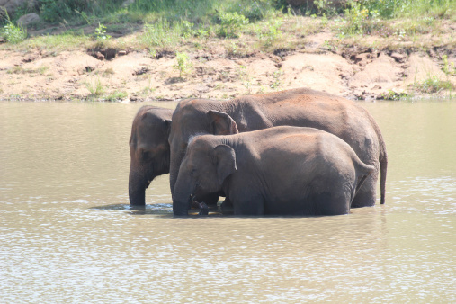 Three indian elephants(Elephas maximus indicus) in a natural habitat(a lake in a deciduous forest) on a summer day