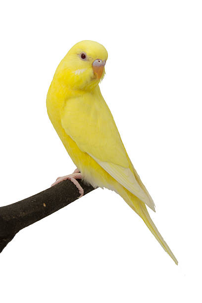 istock the yellow parrot is on a branch 184677373