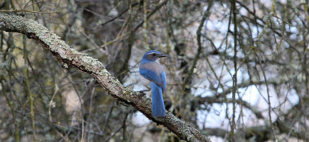 Pinyon Jay Pinyon Jay, migratory bird in California Oak. Picture taken in late April in Amador County, California pinyon jay stock pictures, royalty-free photos & images