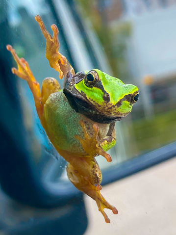 Frogs sticking to car windows