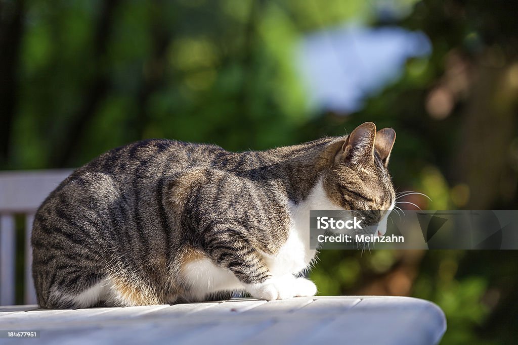 Linda gato relajante en una mesa de madera en el jardín - Foto de stock de Aire libre libre de derechos