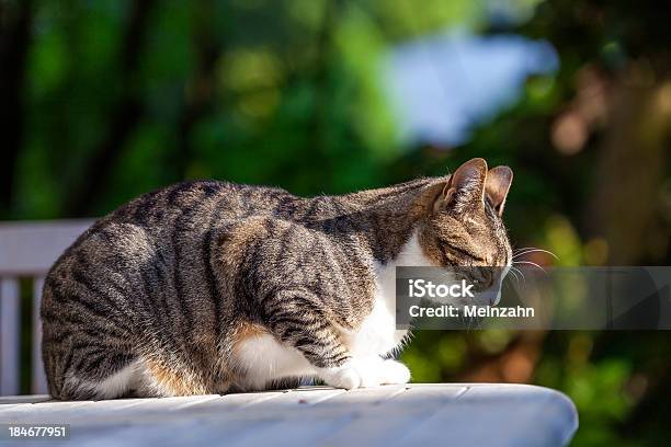 Linda Gato Relajante En Una Mesa De Madera En El Jardín Foto de stock y más banco de imágenes de Aire libre