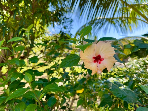 Close up image of red Hibiscus, the Mediterranean sea at the background