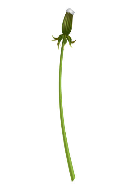 istock Dandelion. Realistic flower. Summer natural season element, beautiful grass. Vector icon illustration isolated on white background 1846783462