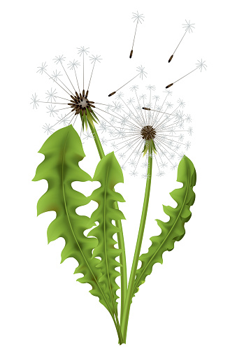 Dandelion. Realistic flower. Summer natural season element, beautiful grass. Vector icon illustration isolated on white background.