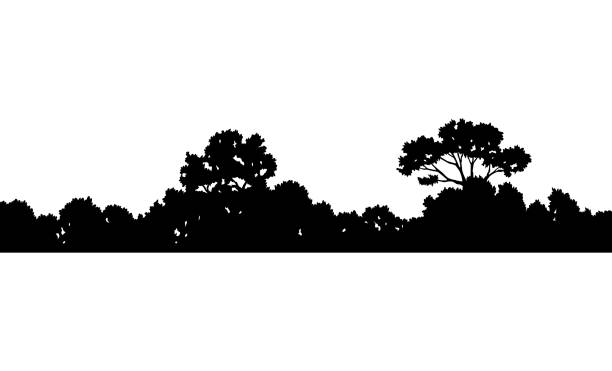 istock Forest silhouette, natural wild landscape. Editable vector foreground of woodlands. Tees black silhouettes, detailed illustration 1846786116