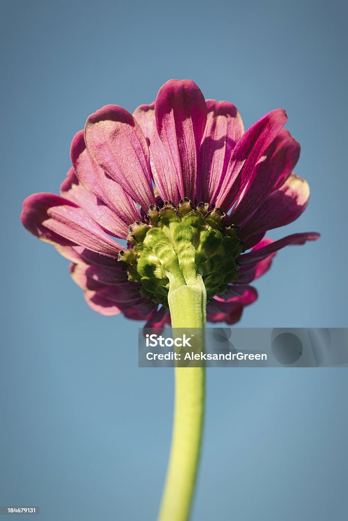 Zinnia sur ciel bleu - Photo de 2000-2009 libre de droits