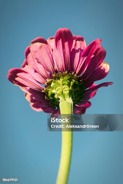 Photo libre de droit de Zinnia Sur Ciel Bleu banque d'images et plus d'images libres de droit de 2000-2009 - 2000-2009, Bleu, Ciel