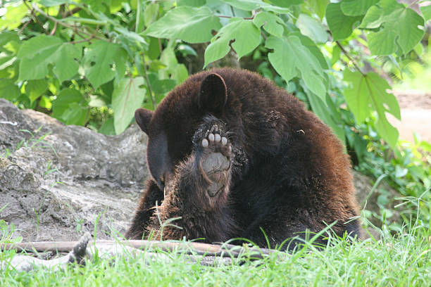 Ours noir américain - Photo