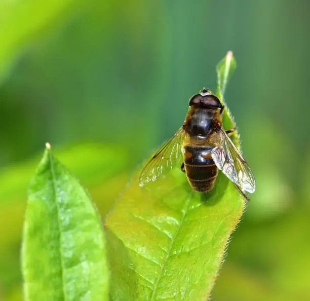 Drone Fly bathing in the sunshine on a leaf