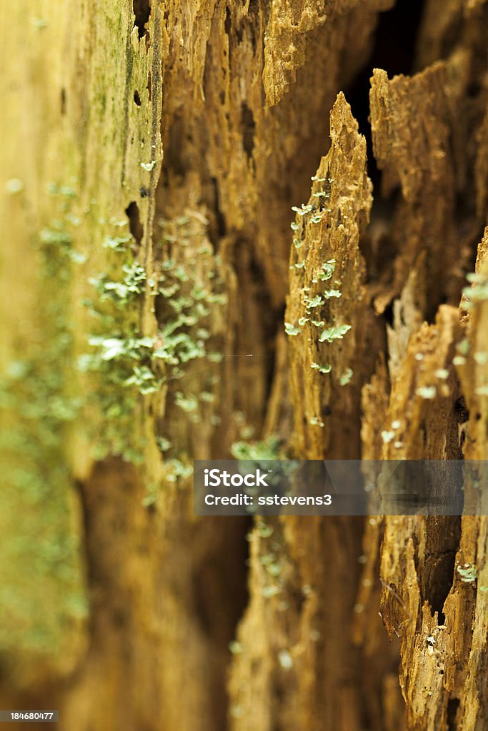 Gosto Stump - Foto de stock de Apodrecer royalty-free