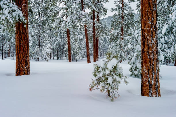 Tranquil winter scene featuring trees in the forest. Ponderosa Pine, Arizona