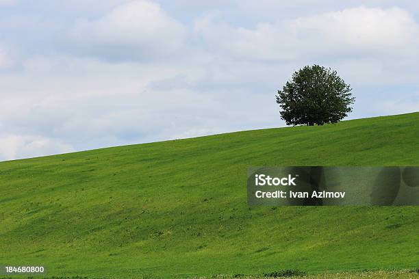 Verde Prato - Fotografie stock e altre immagini di Agricoltura - Agricoltura, Albero solitario, Ambientazione esterna